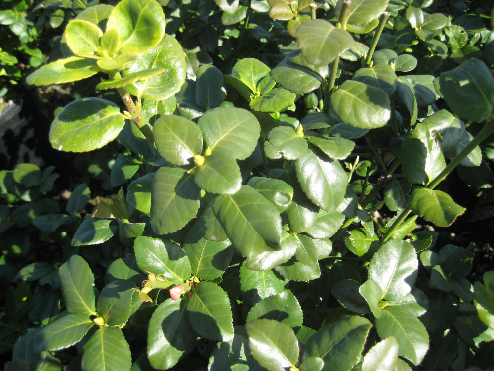 Green Lane Euonymus (EUONYMUS FOR. GREENLANE)