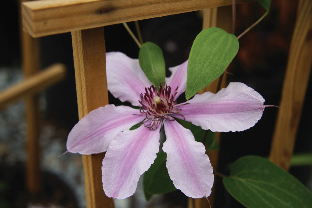 Double Rose™ Clematis (CLEMATIS DOUBLE ROSE)