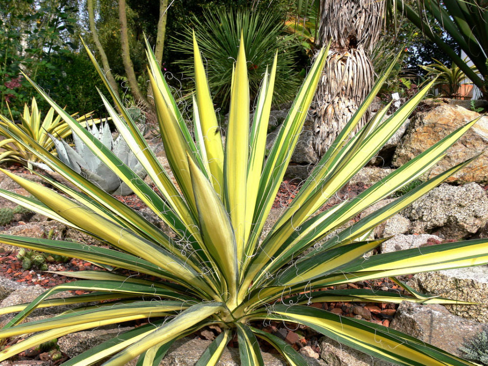 Variegated Adam's Needle (YUCCA FILAMENTOSA COLOR GUARD)