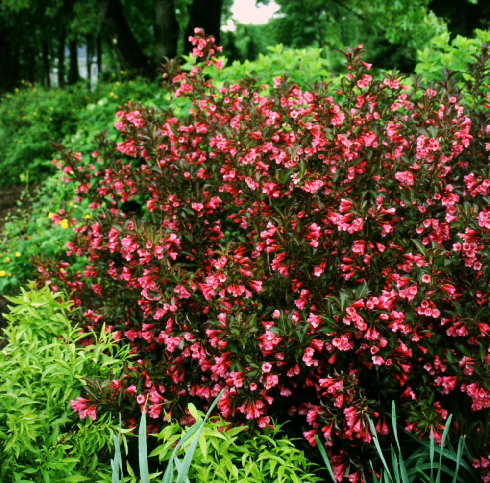 Wine & Roses® Weigela (WEIGELA WINE & ROSES)