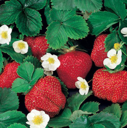 Fragaria Ozark Beauty Everbearing Strawberry (FRAGARIA OZARK BEAUTY)