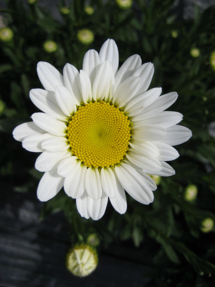 Becky Shasta Daisy (LEUCANTHEMUM X S. BECKY)