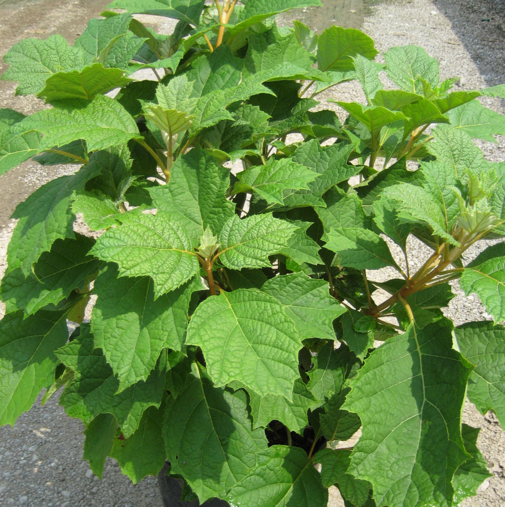 Alice Oak Leaf Hydrangea (HYDRANGEA QU. ALICE)