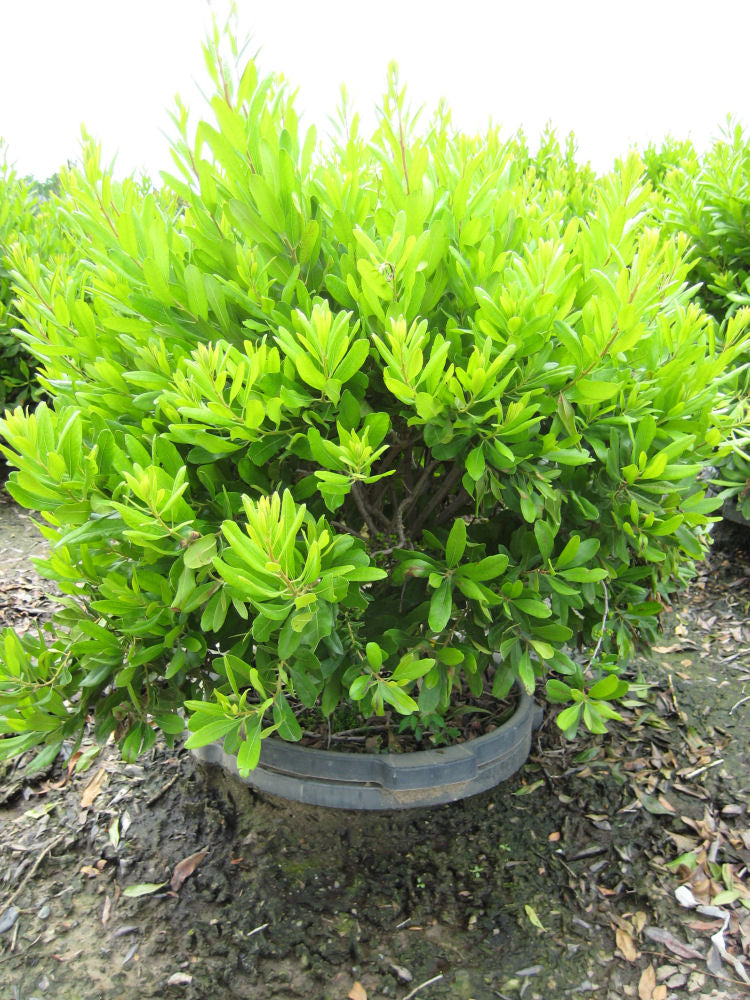 Northern Bayberry (MYRICA PENSYLVANICA)