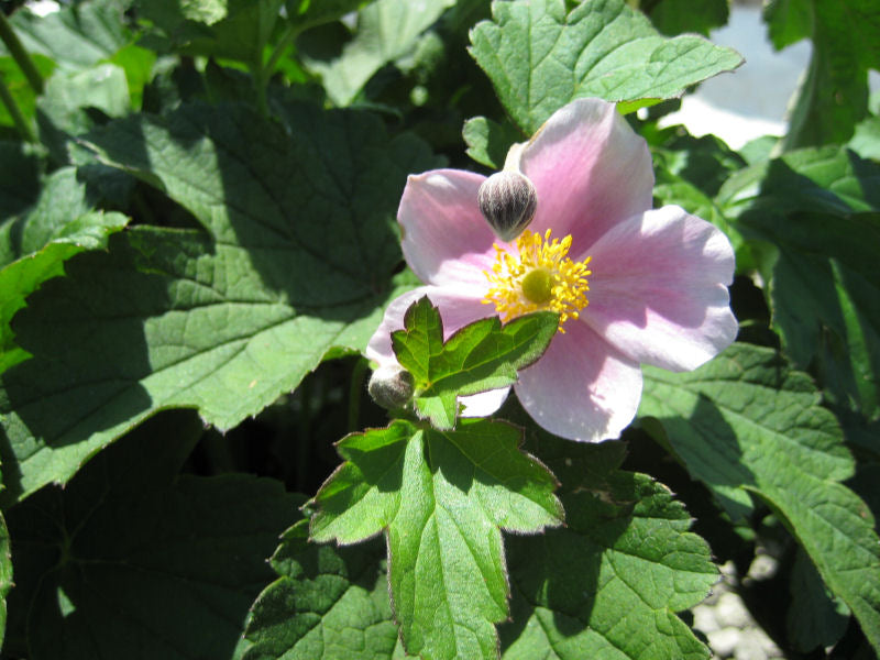 September Charm Anemone (ANEMONE H. SEPTEMBER CHARM)