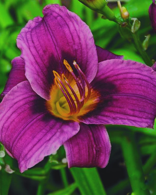 Grape Magic Daylily (HEMER GRAPE MAGIC)