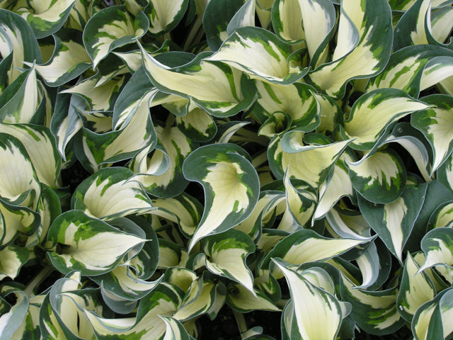 Fire and Ice Plantain Lily (HOSTA FIRE AND ICE)