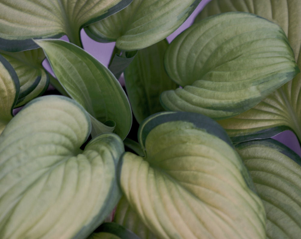 Guacamole Plantain Lily (HOSTA GUACAMOLE)