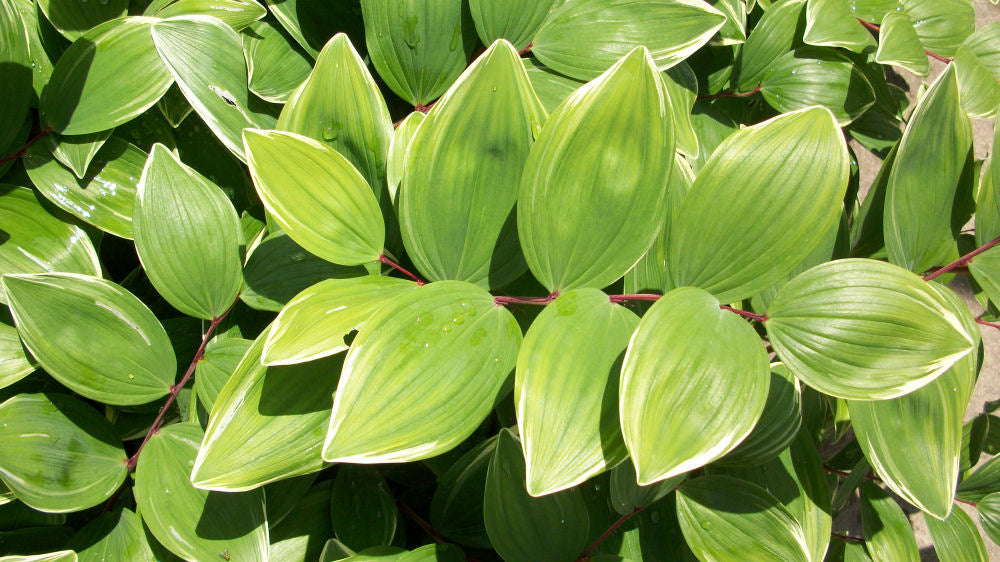Variegated Solomon's Seal (POLYGONATUM ODORATUM VARIEGATUM)