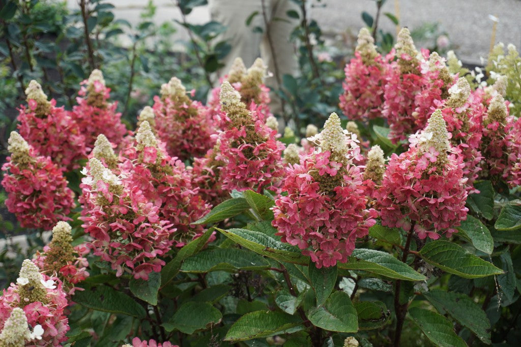 Flare™ Hardy Hydrangea (HYDRANGEA P FLARE)