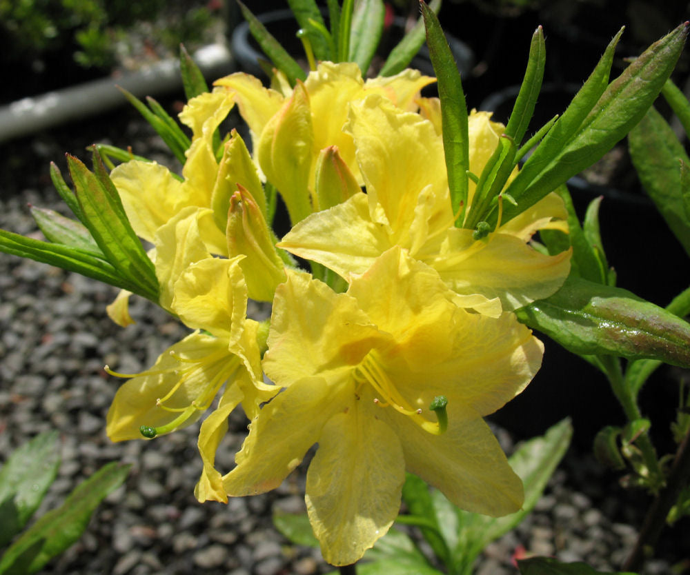Lemon Light Azalea (AZALEA EX. LEMON LIGHT)
