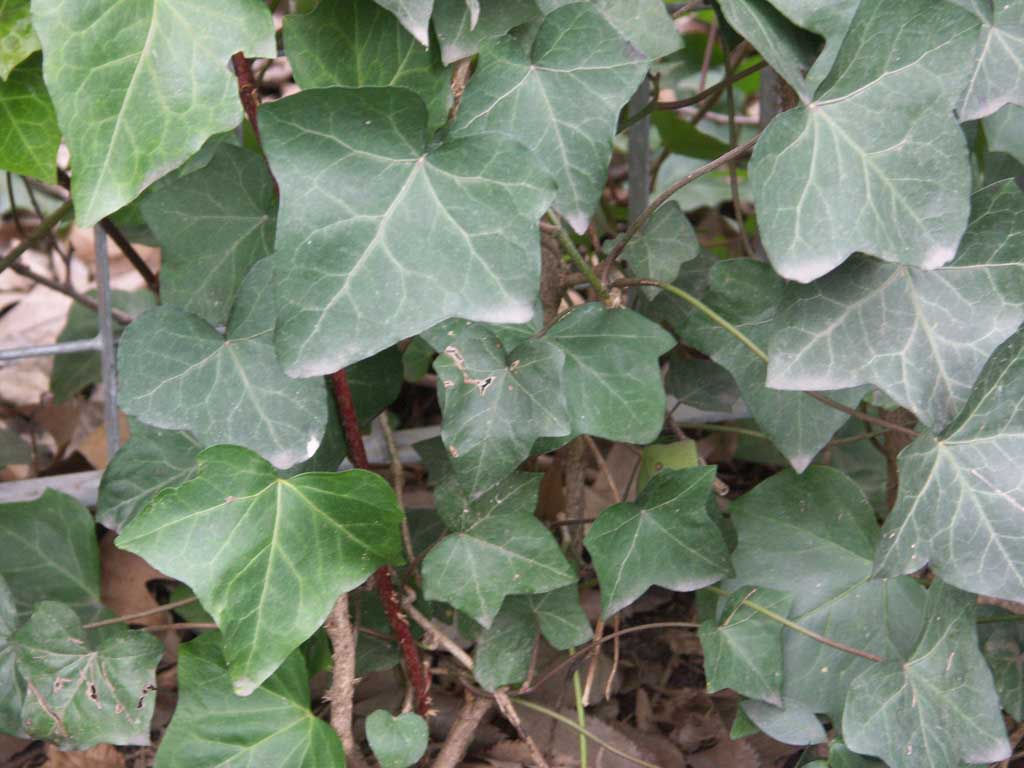 English Ivy (HEDERA HELIX)