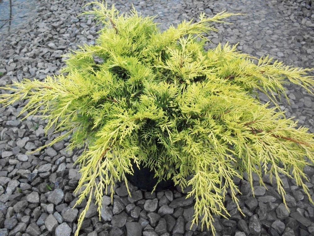 Gold Lace™ Juniper (JUNIPER C. GOLD LACE)