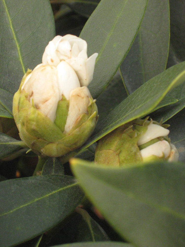Chionoides Rhododendron (RHODO. CHIONOIDES)