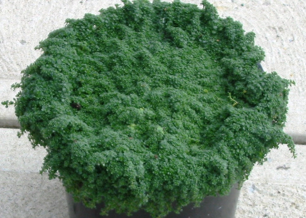 Creeping Thyme 'Elfin' (THYMUS SERPYLLUM ELFIN)