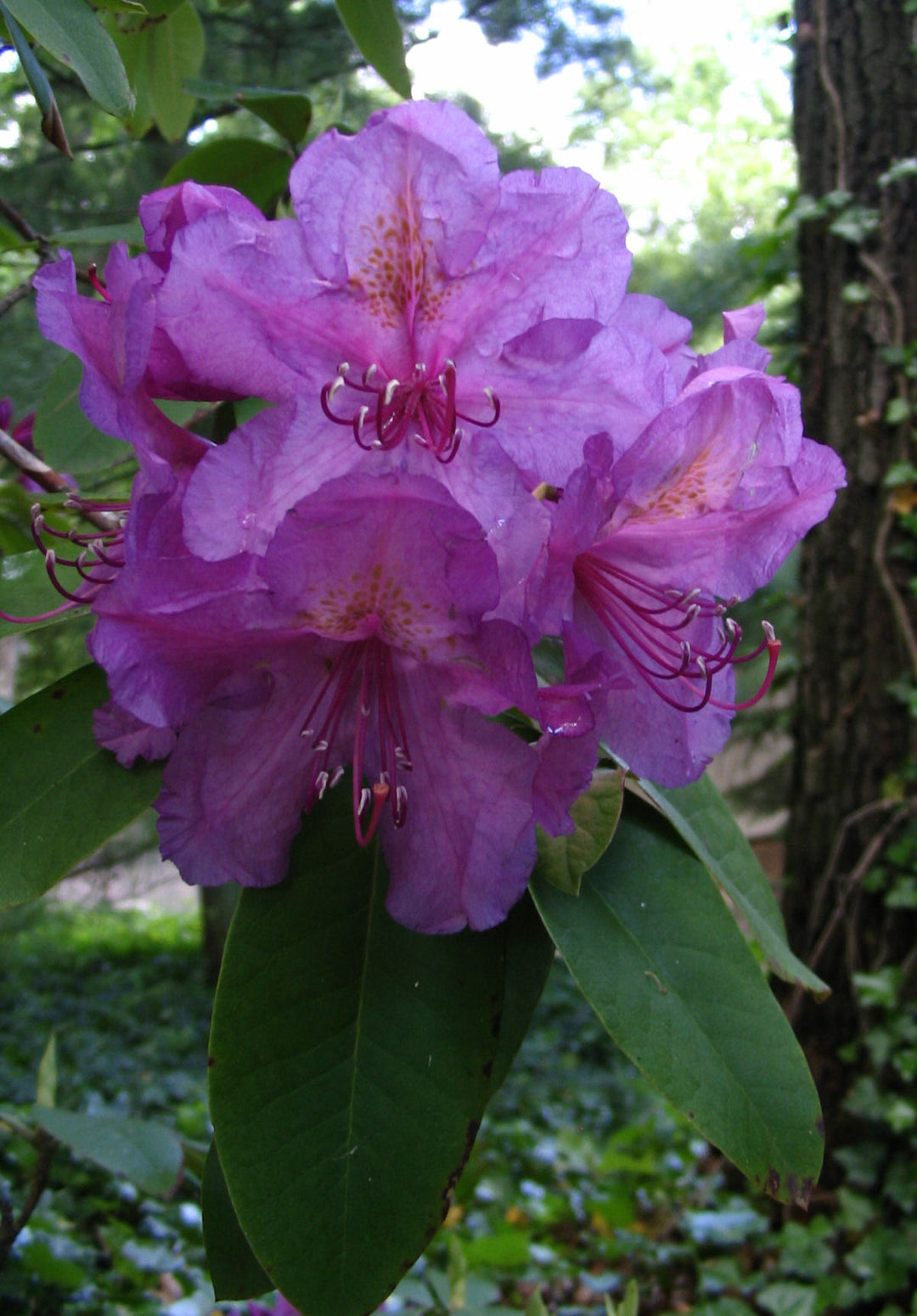 Lee's Dark Purple Rhododendron (RHODO. LEES DARK PURPLE)