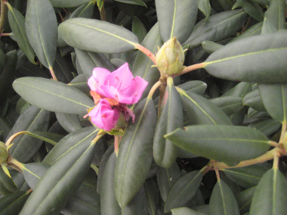 Roseum Elegans Rhododendron (RHODO. ROSEUM ELEGANS)