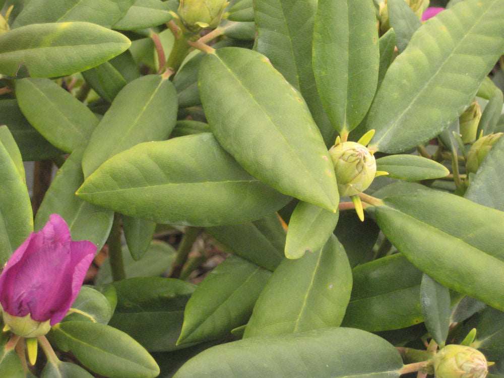 Boursault Rhododendron (RHODO. CAT. BOURSAULT)