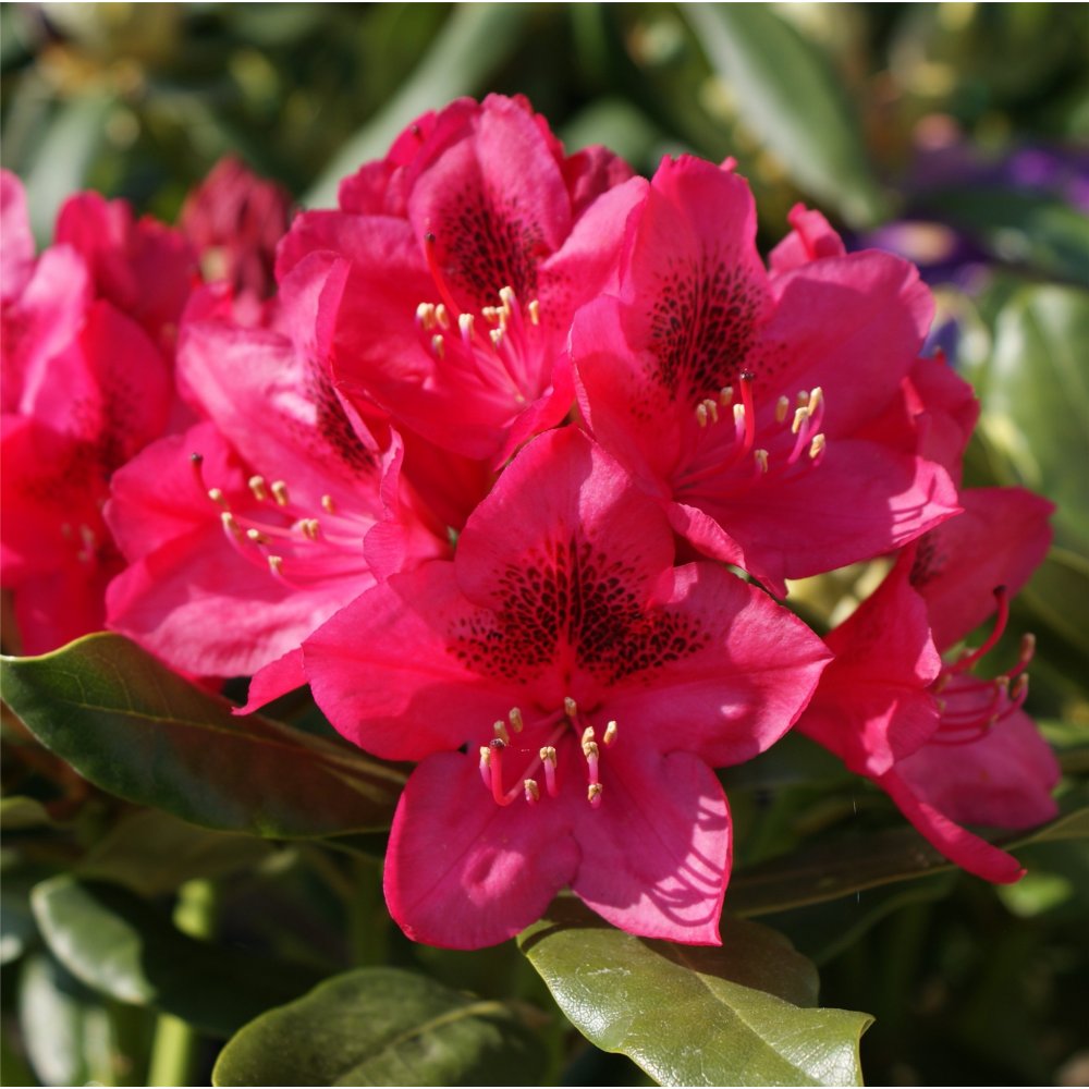 Nova Zembla Rhododendron (RHODO. NOVA ZEMBLA)
