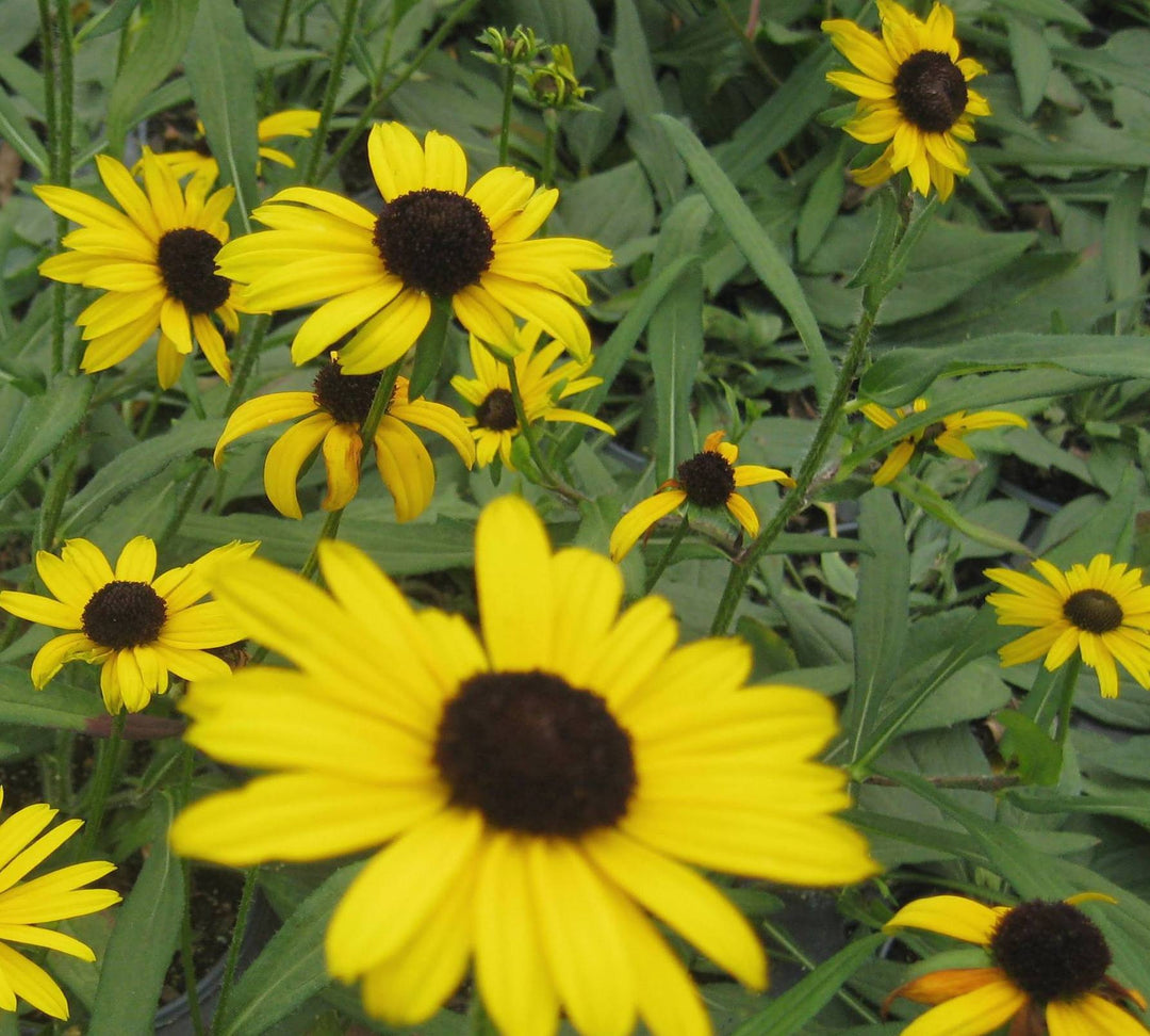 Little Suzy Black-Eyed Susan (RUDBECKIA FULGIDA LITTLE SUZY)