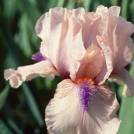 Concertina Reblooming Bearded Iris (IRIS GERMANICA CONCERTINA)