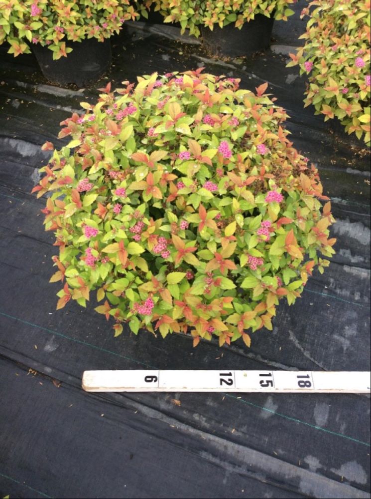 Magic Carpet Spiraea (SPIRAEA JAP. MAGIC CARPET)