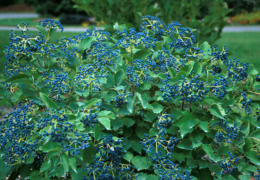 Blue Muffin® Arrowwood Viburnum
 (VIBURNUM DEN. BLUE MUFFIN)
