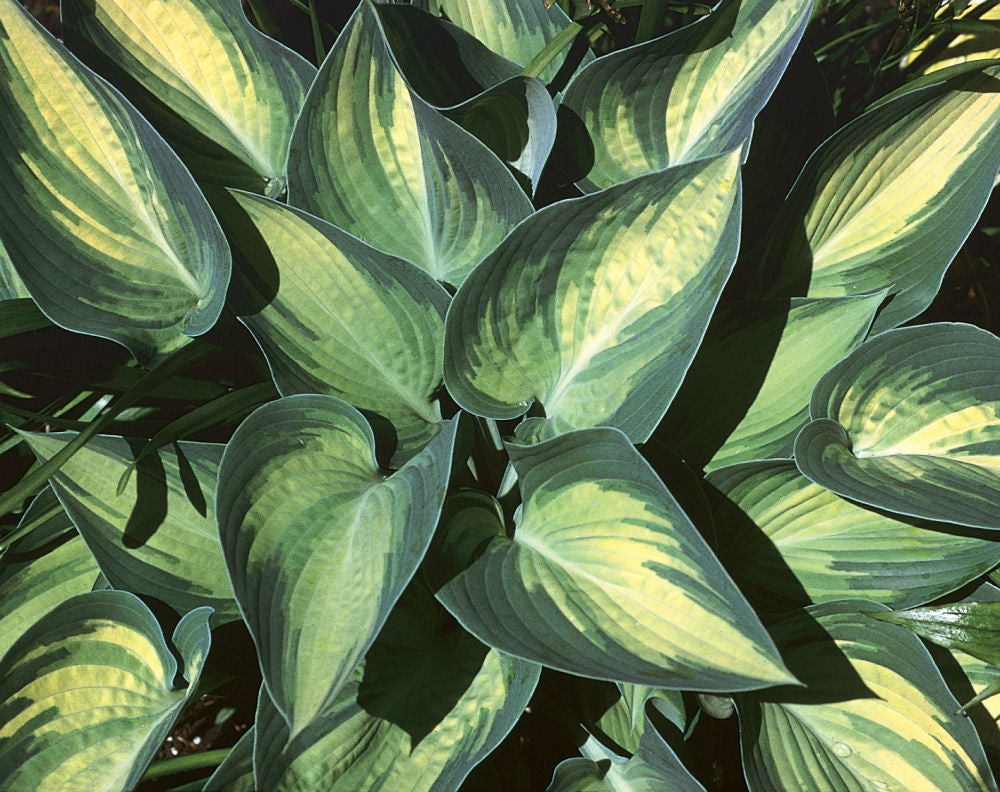 June Plantain Lily (HOSTA JUNE)