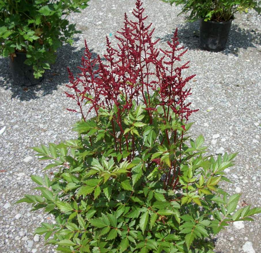 Montgomery Astilbe (ASTILBE MONTGOMERY)