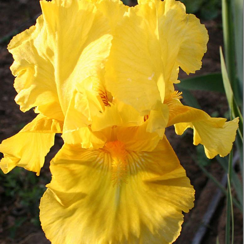 Pleasant Peasant Intermediate Bearded Iris (IRIS GERMANICA PLEASANT PEASANT)