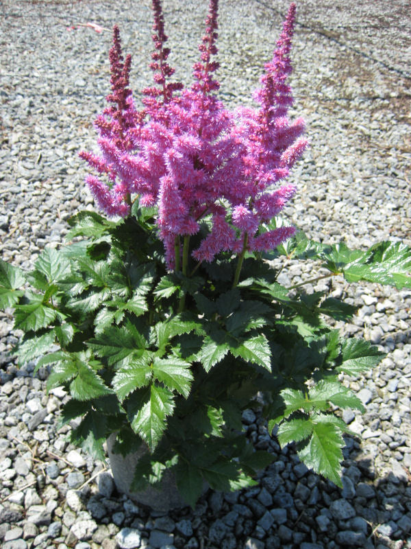 Vision In Purple Astilbe (ASTILBE VISION IN PURPLE)