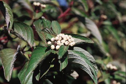 Bailey Red Twig Dogwood (CORNUS S. BAILEYI)