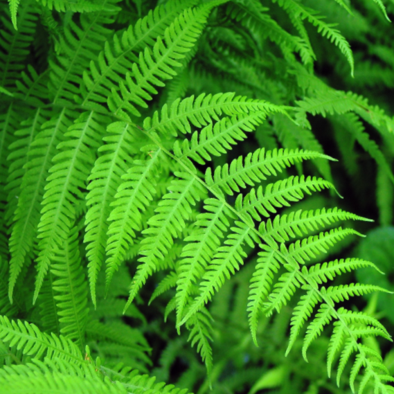 Fern New York (FERN -NEW YORK)