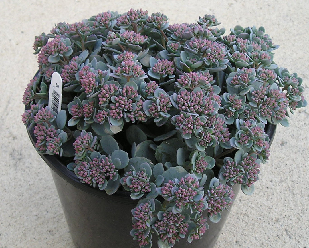 Cauticola Stonecrop (SEDUM CAUTICOLA)