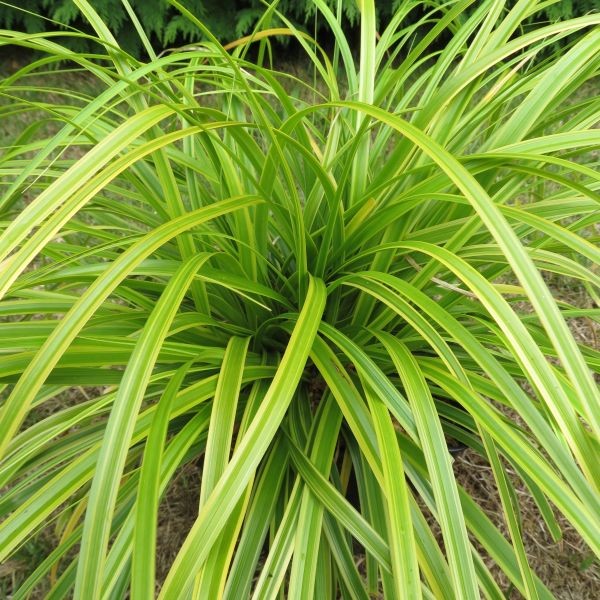 Evercolor® Everlime Japanese Sedge (GRASS - CAREX EVERLIME)