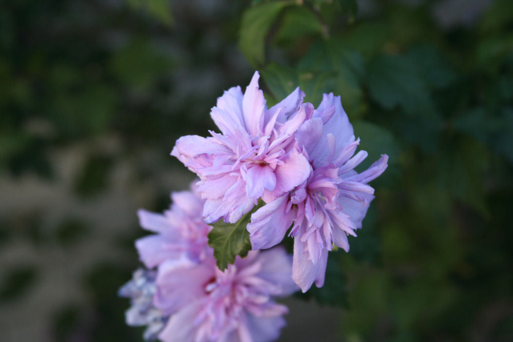 Blushing Bride Rose of Sharon (HIBISCUS S. BLUSHING BRIDE)