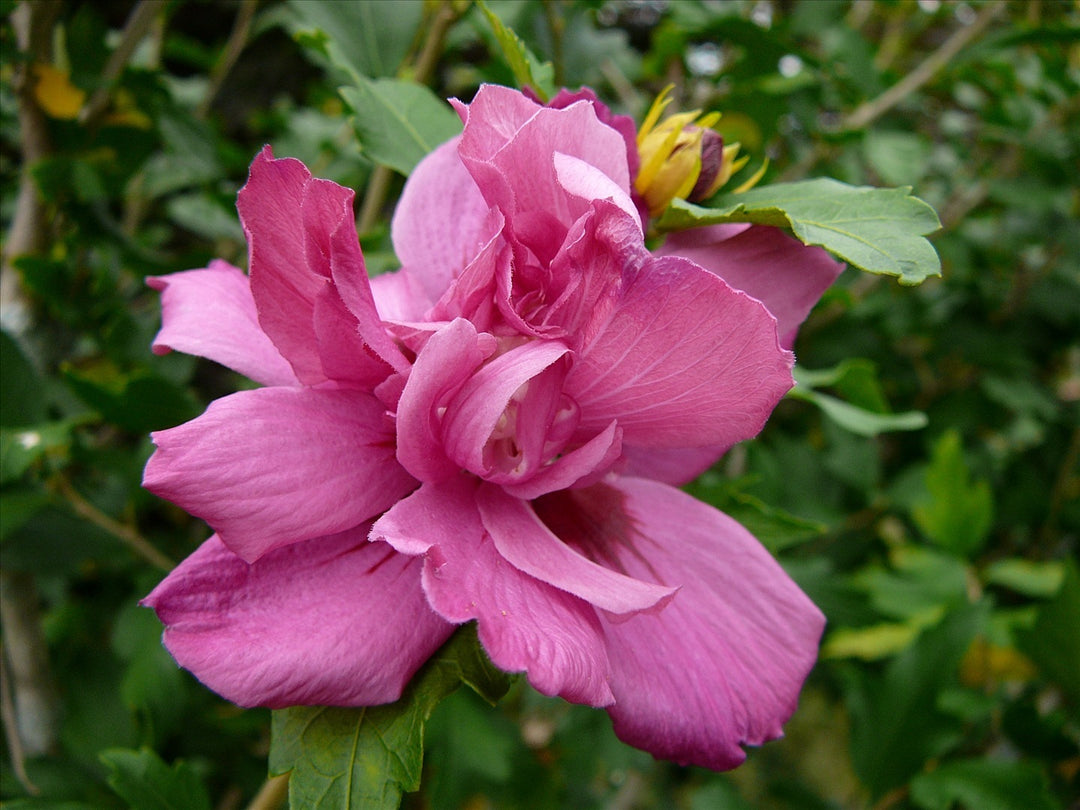 Lucy Rose of Sharon (HIBISCUS S. MIXED COLOR)