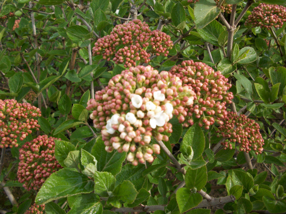 Juddii Viburnum (VIBURNUM X JUDDII)