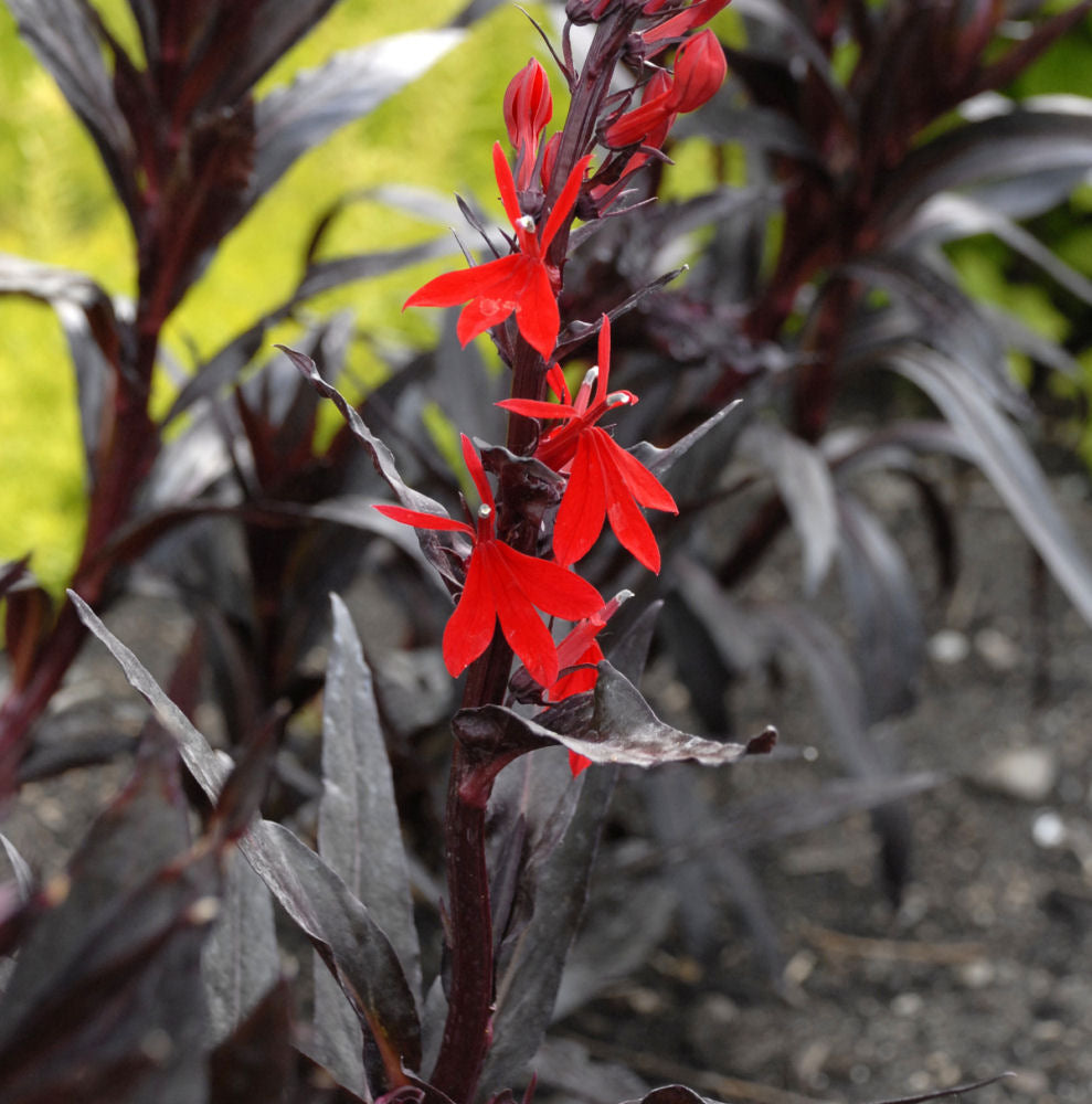 Queen Victoria Cardinal Flower (LOBELIA C. QUEEN VICTORIA)