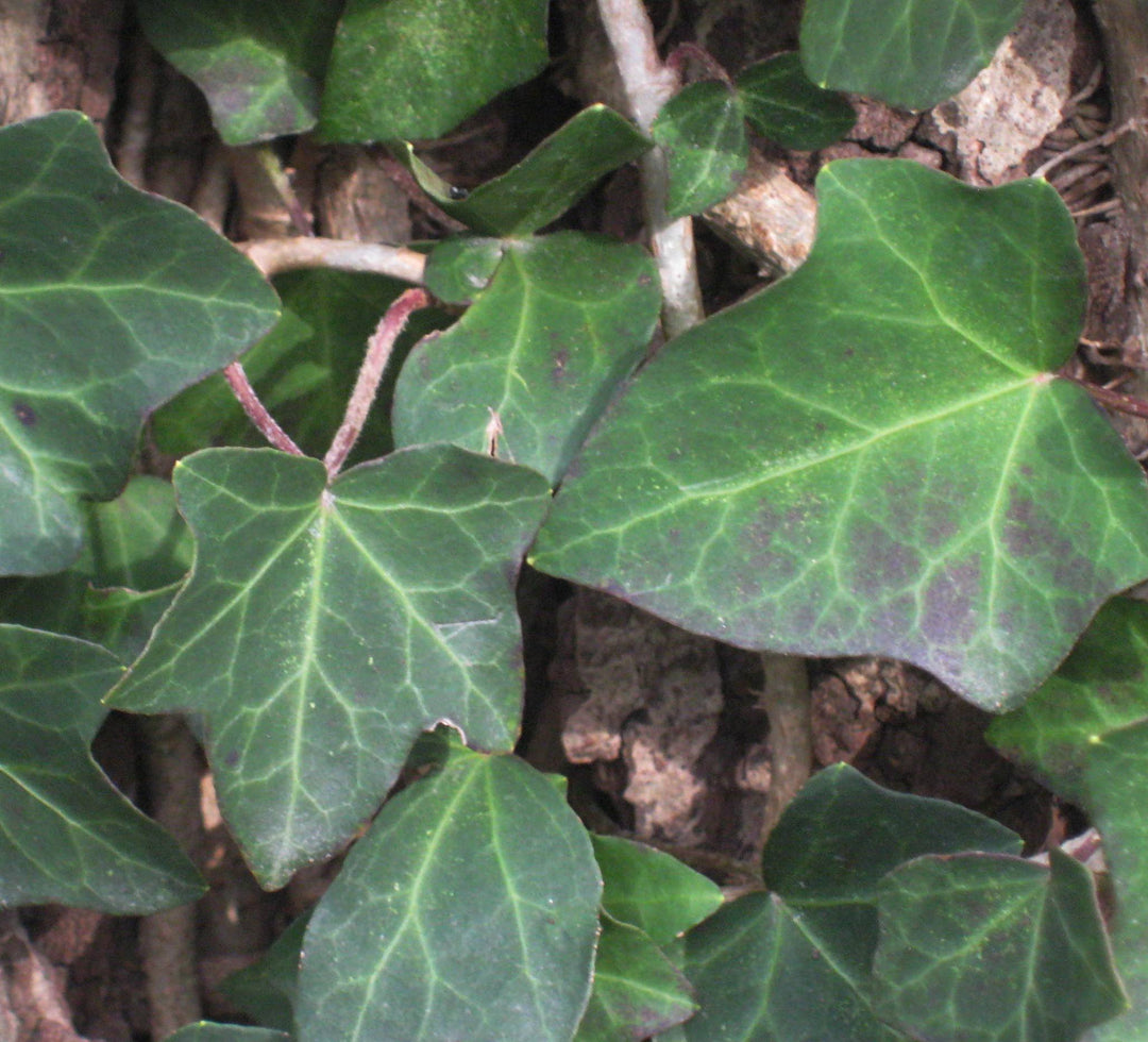 Thorndale English Ivy (HEDERA HELIX THORNDALE)