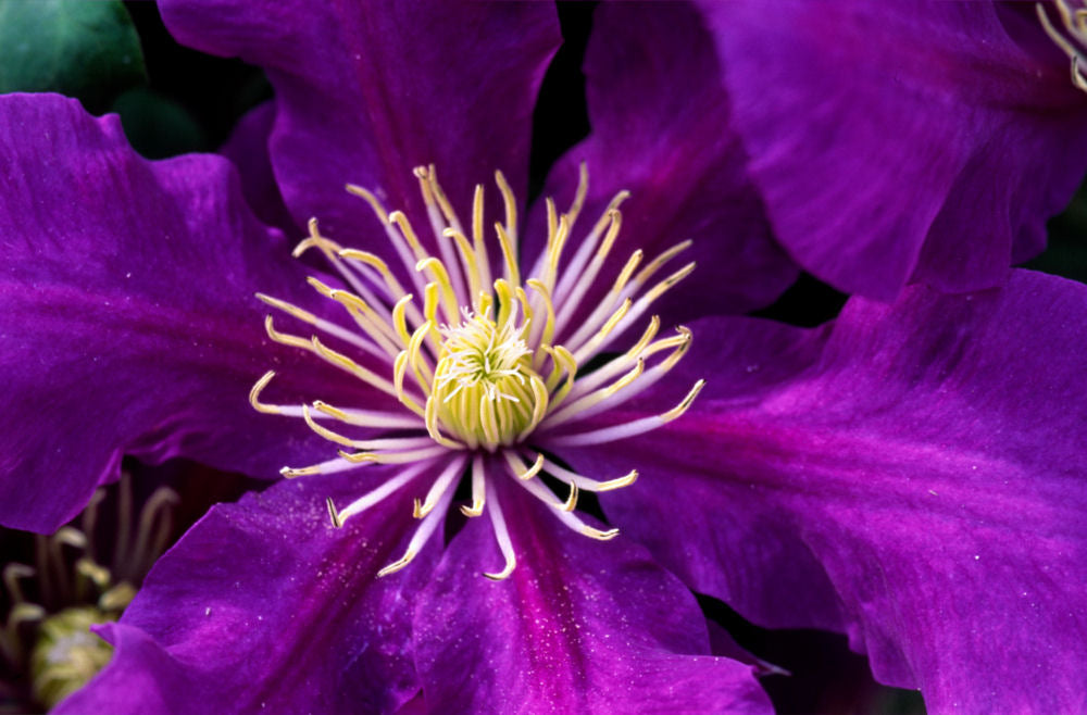 Chevalier™ Clematis (CLEMATIS CHEVALIER)