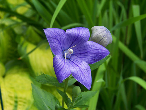 Sentimental Blue Balloon Flower (PLATYCODON SENTIMENTAL BLUE)