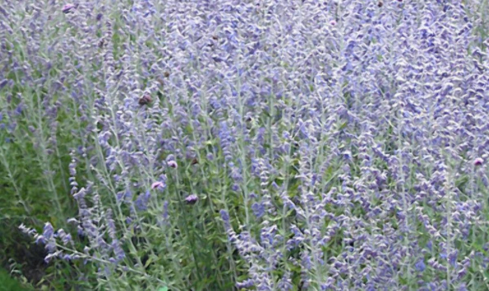 Blue Jean Baby Russian Sage (PEROVSKIA ATRIP. BLUE JEAN BABY)