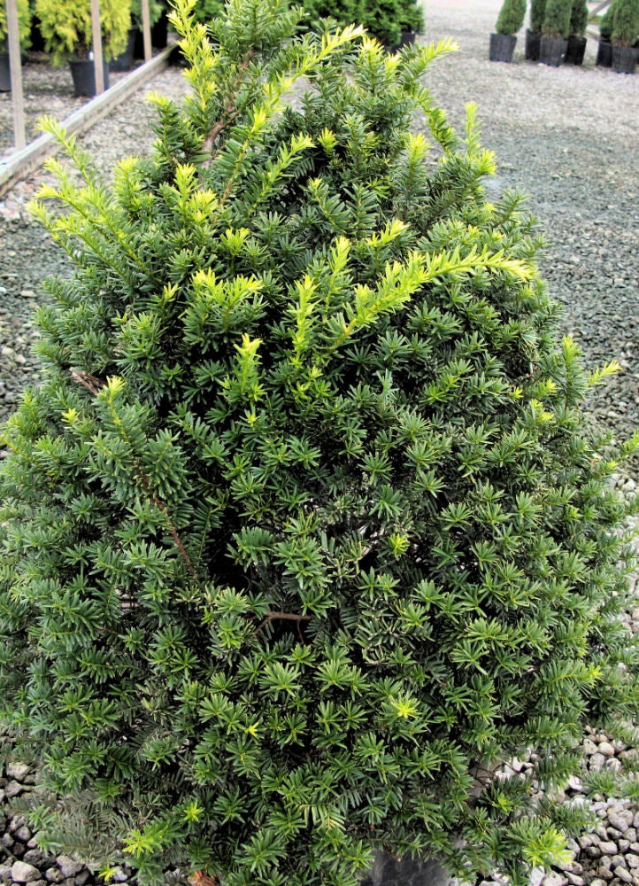 Captain™ Pyramidal Yew (TAXUS CUSP. CAP. CAPTAIN)
