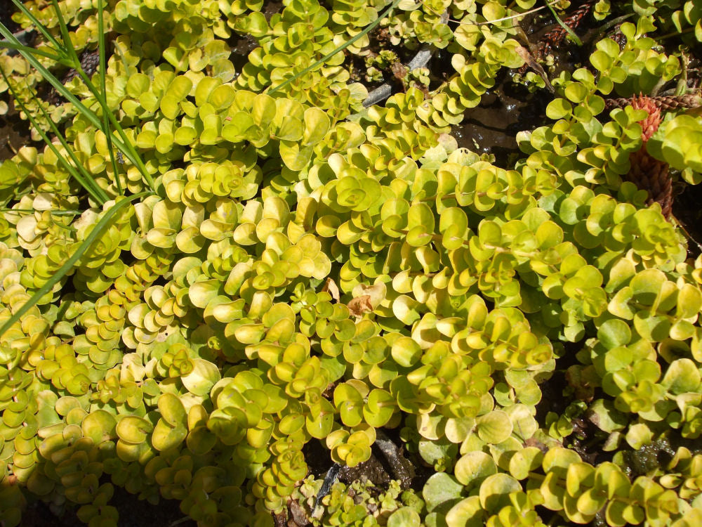 Golden Creeping Jenny (N&C LYSIMACHIA NUMMULARIA AUREA)