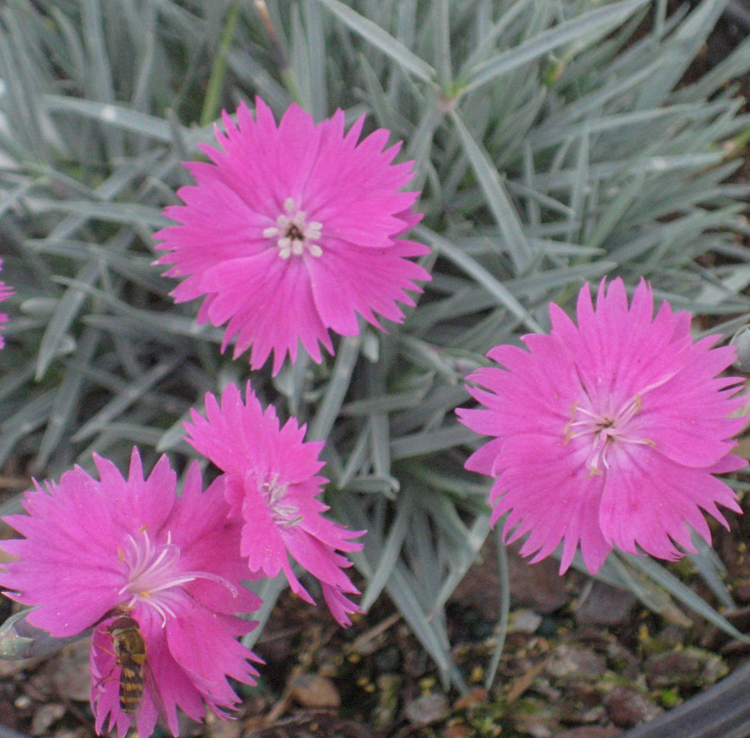 Fire Witch Pinks (DIANTHUS GRAT. FIREWITCH)