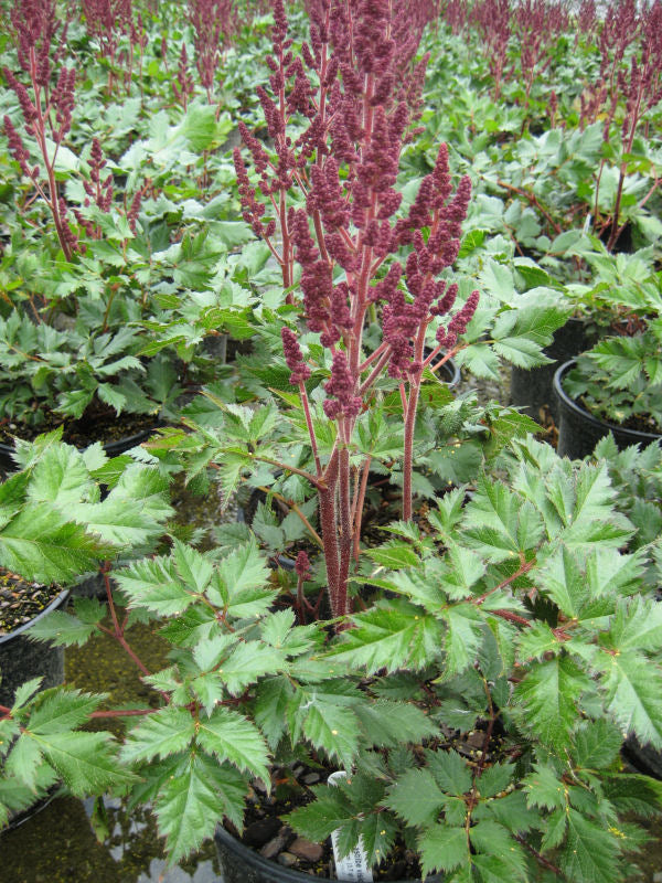 Vision In Red Astilbe (ASTILBE VISION IN RED)