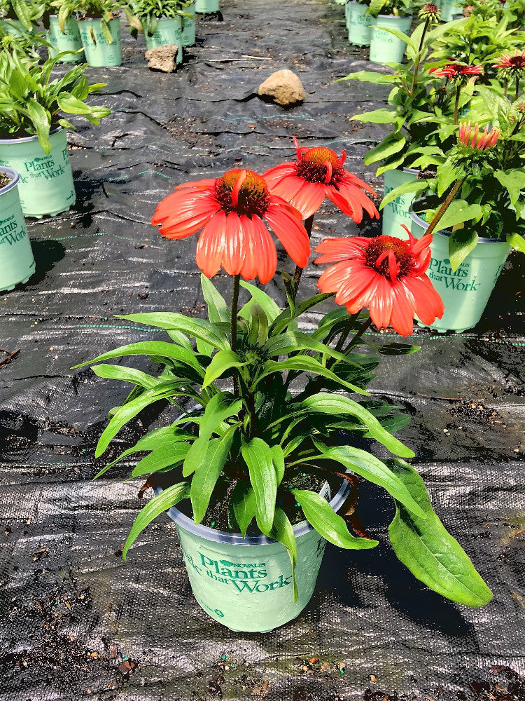 Kismet™ Intense Orange Coneflower (ECHINACEA KISMET INTENSE ORANGE)