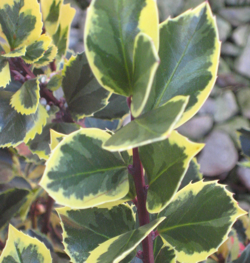 Honeymaid™ Meserve Holly (ILEX X MES. HONEYMAID)