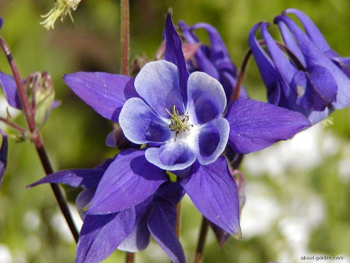 Winky Purple & White Columbine (AQUILEGIA WINKY PURPLE & WHITE)